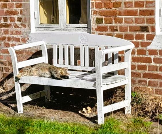 Katze entspannt auf einer Bank